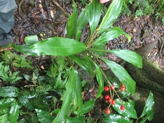 Cordyline cannifolia