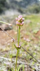 Plectritis ciliosa insignis