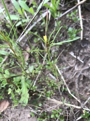 Ludwigia linearis