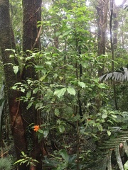 Pittosporum rubiginosum