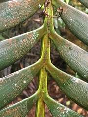 Lepidozamia hopei