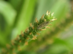 Chironomidae