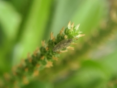 Chironomidae