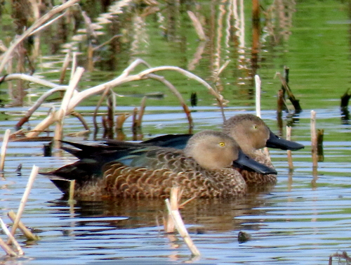 iNaturalist: (c) Gigi Laidler, some rights reserved (CC BY-NC), uploaded by Gigi Laidler iNaturalist image