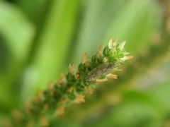Chironomidae