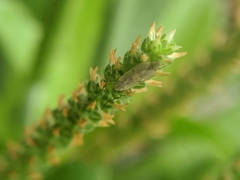Chironomidae