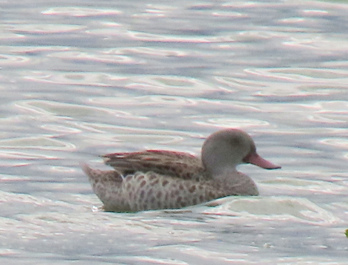 iNaturalist image