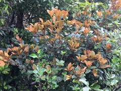Pittosporum venulosum