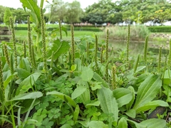Plantago virginica