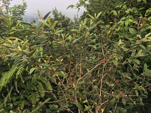 Rhodomyrtus sericea, 2020-03-11