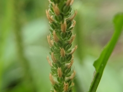 Plantago virginica