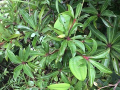 Tasmannia membranea