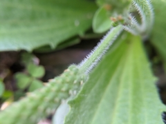 Plantago virginica
