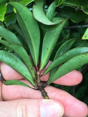 Tasmannia membranea