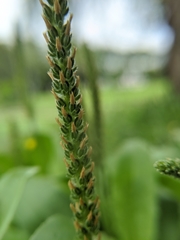 Plantago virginica