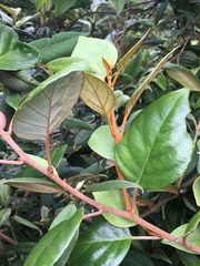 Argophyllum cryptophlebum