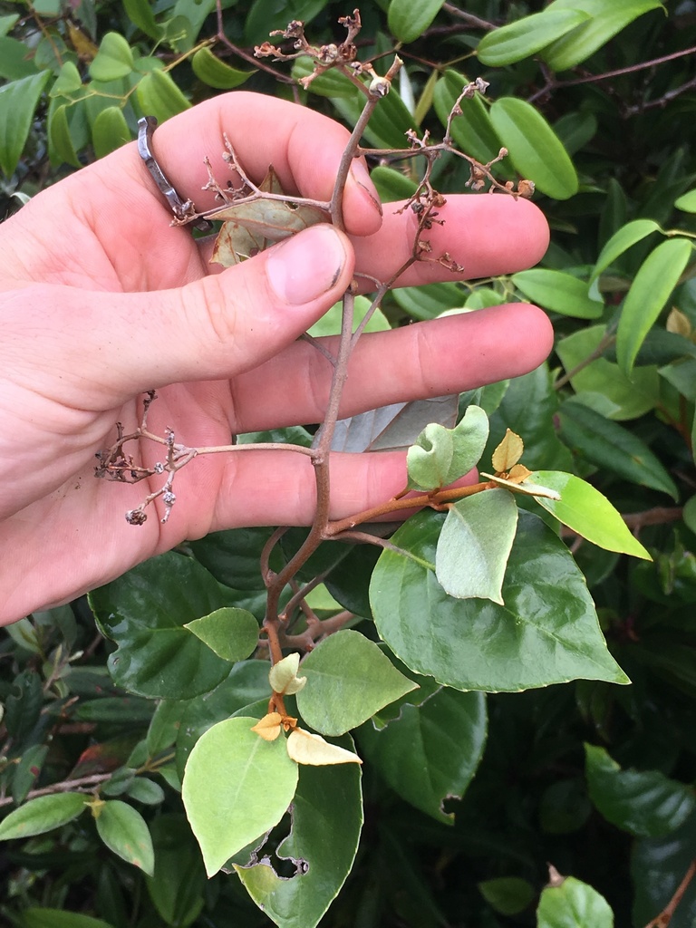 Argophyllum cryptophlebum