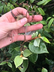 Argophyllum cryptophlebum