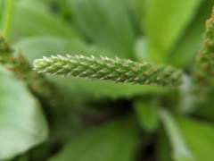 Plantago virginica