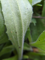 Plantago virginica
