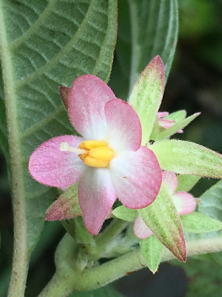 Wendlandia inclusa
