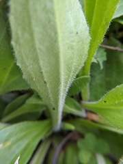 Plantago virginica