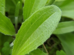 Plantago virginica