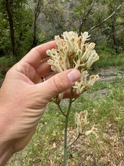 Ehrendorferia ochroleuca