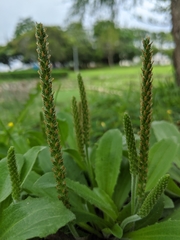 Plantago virginica