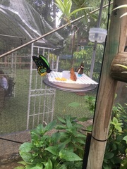 Ornithoptera