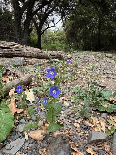 Phacelia viscida, photograph 6