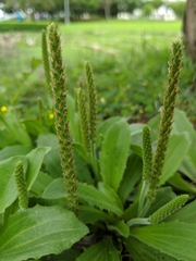 Plantago virginica