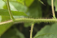 Rubus komarovii