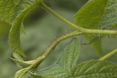 Rubus komarovii