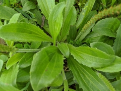 Plantago virginica