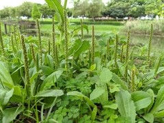Plantago virginica