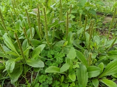 Plantago virginica
