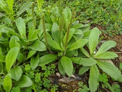 Plantago virginica