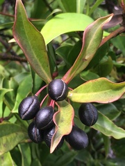 Tasmannia membranea