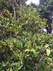Tasmannia membranea