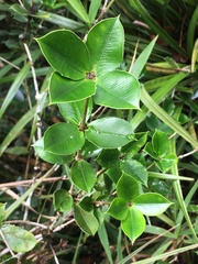 Alyxia ilicifolia
