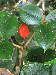 Alyxia ilicifolia