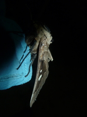 Lophostethus dumolinii