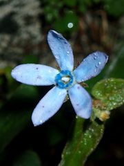 Oxypetalum coeruleum