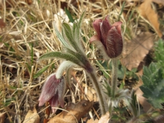 Pulsatilla cernua