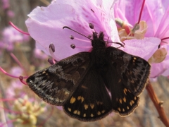 Erynnis montanus