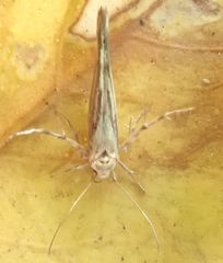 Stathmopoda plumbiflua