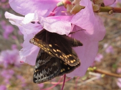 Erynnis montanus