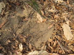 Phasianus colchicus