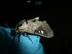 Lophostethus dumolinii